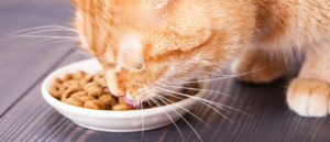 Tout savoir sur l'alimentation bio pour le bien-être du chat