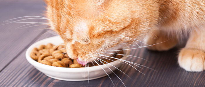 Tout savoir sur l'alimentation bio pour le bien-être du chat