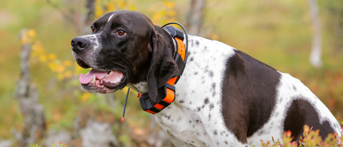 collier GPS chien