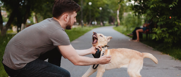 calmer un chien qui aboie