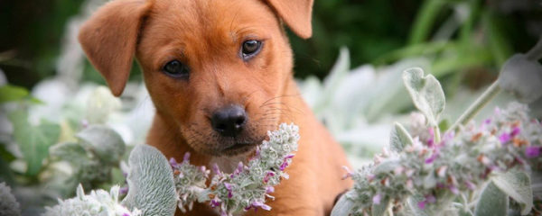 Phytothérapie pour chiens