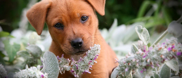 Phytothérapie pour chiens